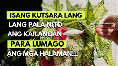 Hindi Na Kailangan ng Pampadulas sa Pekpek Na Makatas.